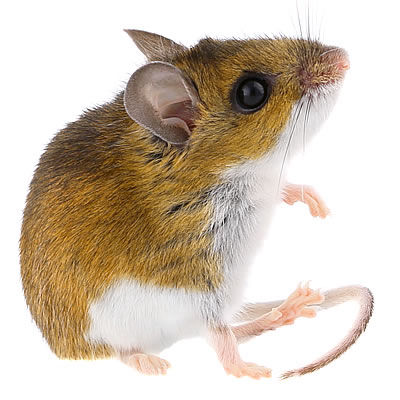Castle Extermination Company - Deer mouse exterminator Castle Extermination Company - Deer mouse exterminator