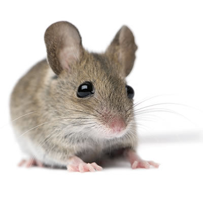 Castle Extermination Company - House mouse exterminator Castle Extermination Company - House mouse exterminator