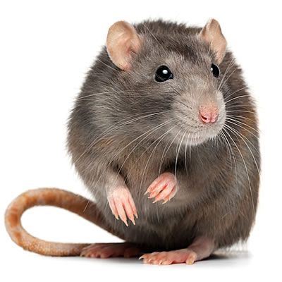Castle Extermination Company - Norway rat exterminator Castle Extermination Company - Norway rat exterminator